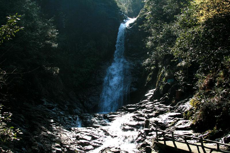 五彩鹦鹉救援